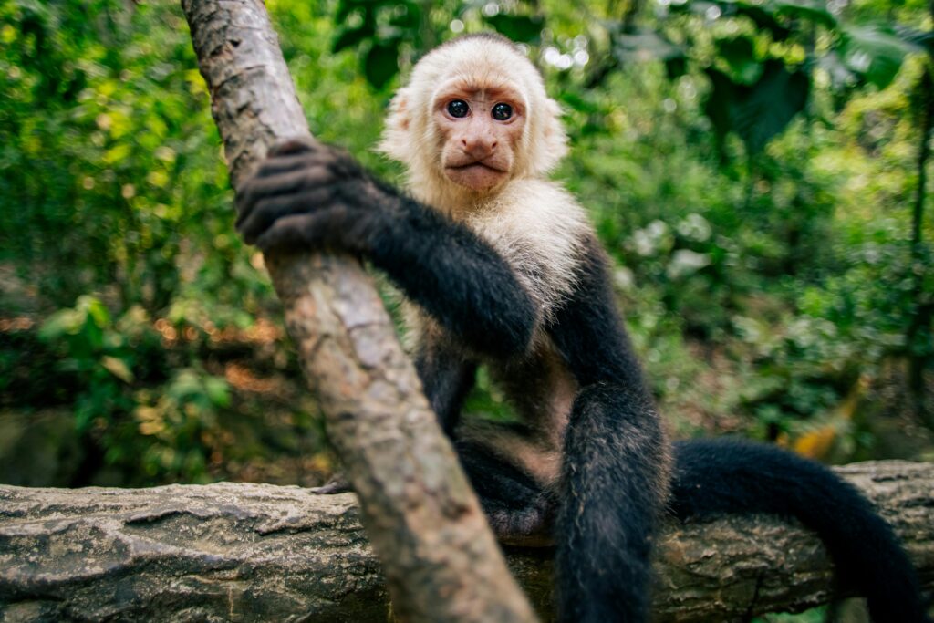 Capuchin Monkeys- Should you own a capuchin monkey as pets