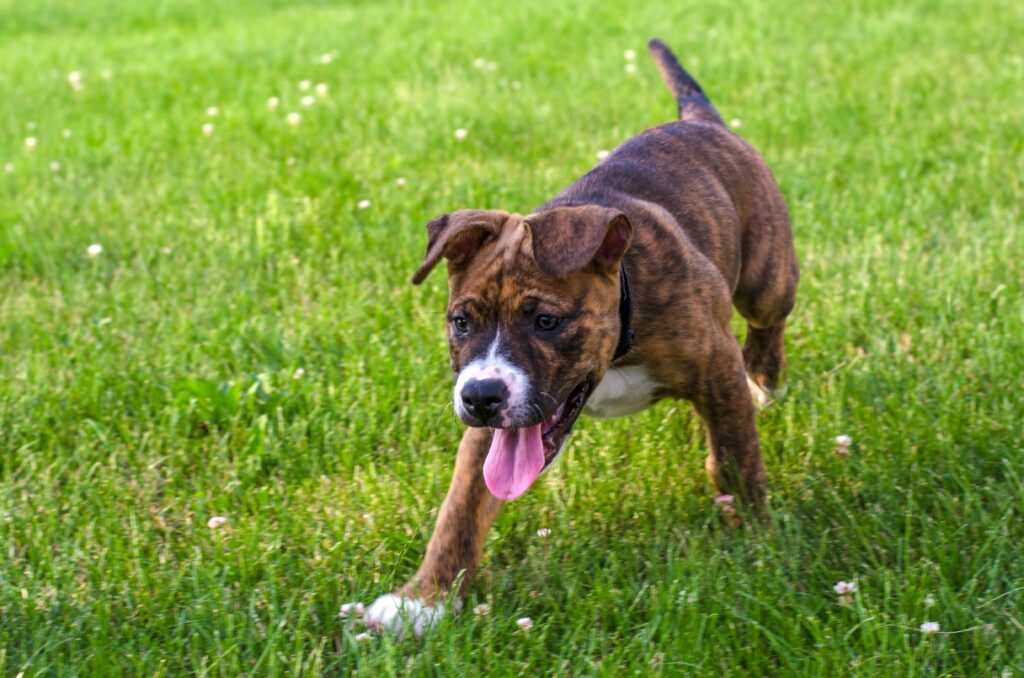 5 Types of Pit Bull Dog Breeds