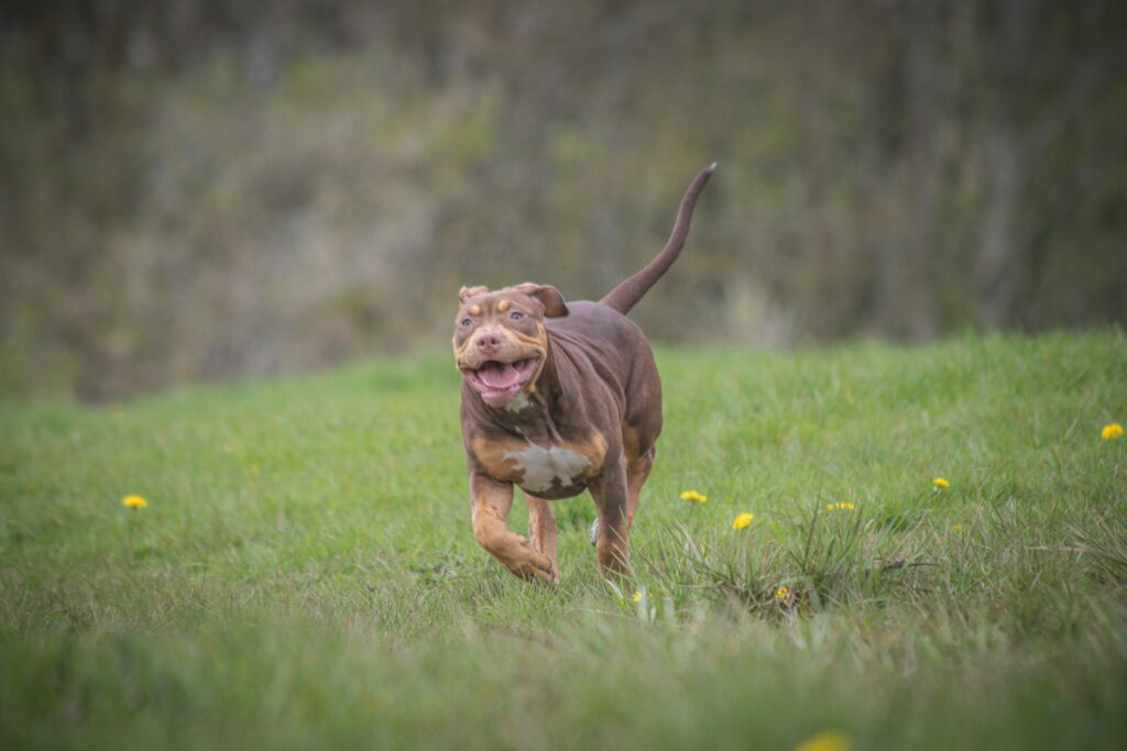 5 Types of Pit Bull Dog Breeds