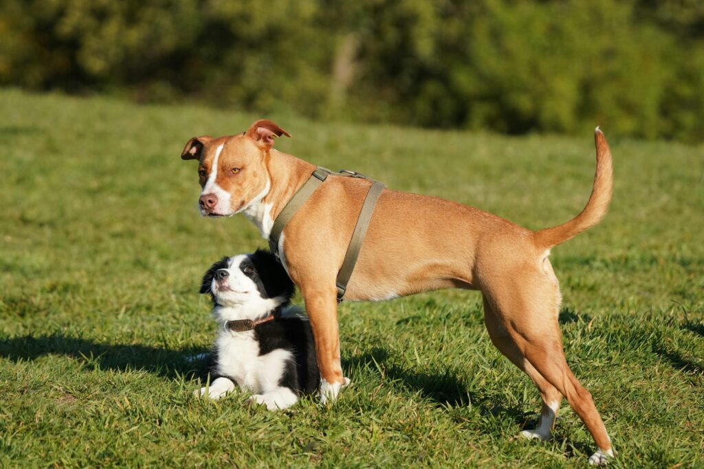 American Bull Dog