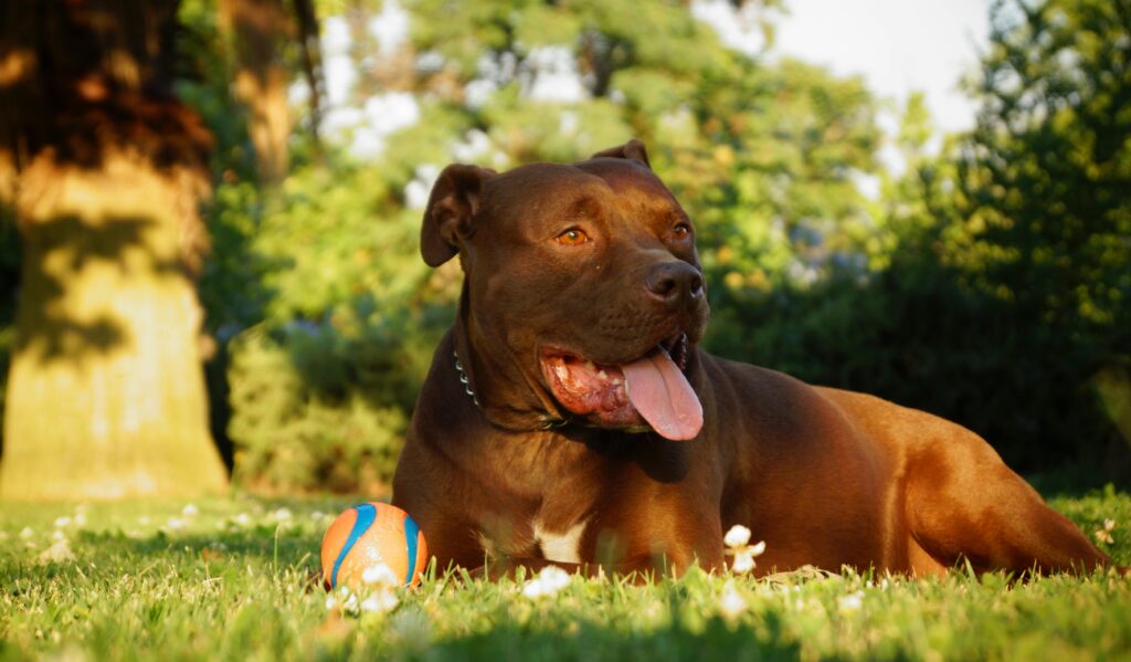 5 Types of Pit Bull Dog Breeds