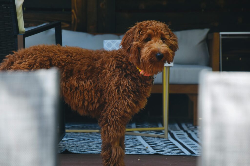 Amazing facts about Goldendoodles you never knew