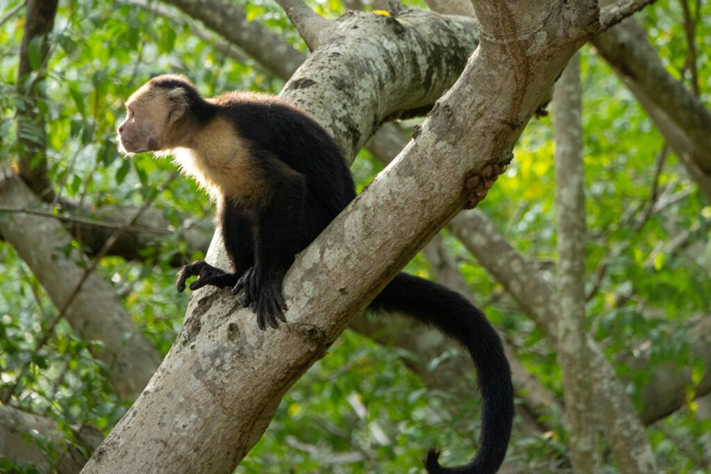  Should you own a capuchin monkey as pets