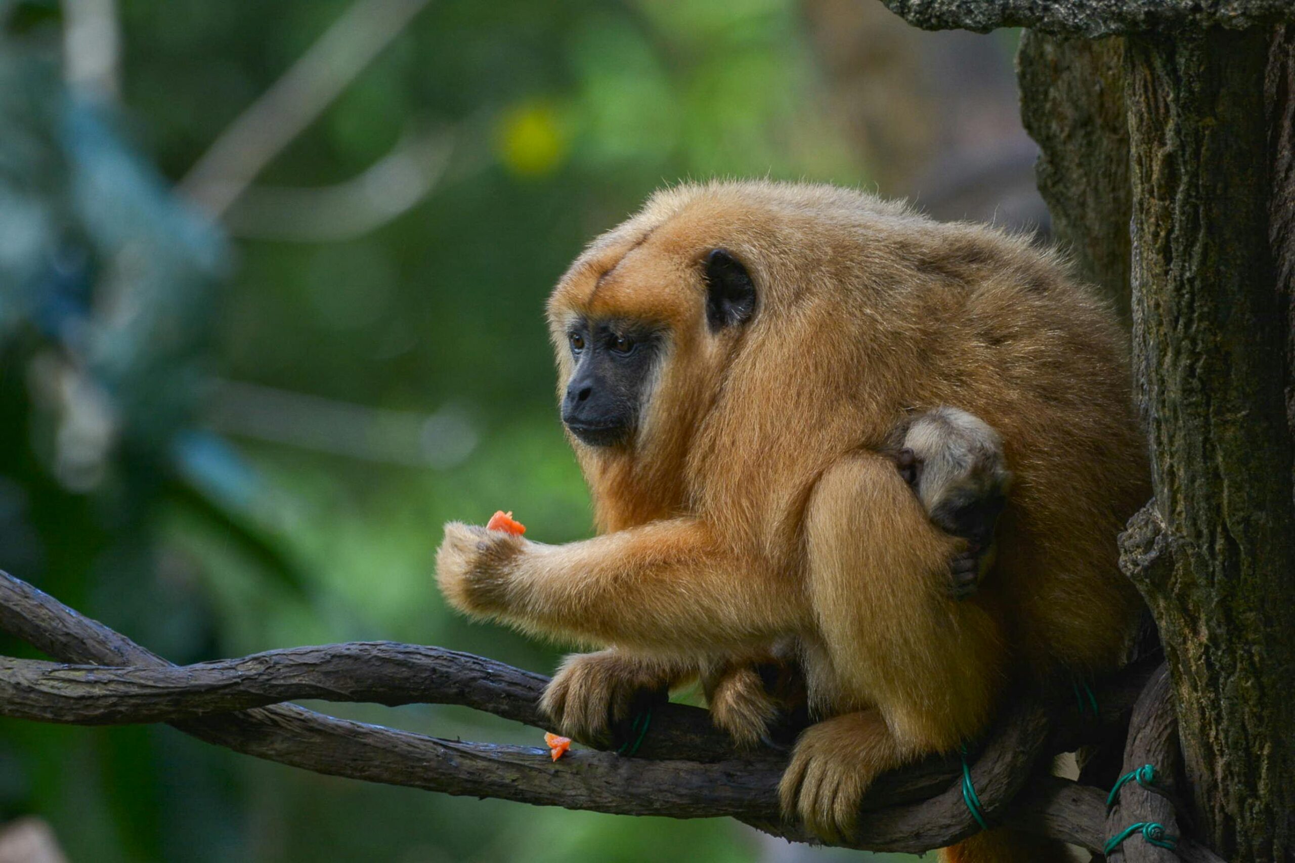 Should you Own a Capuchin Monkey as a Pet