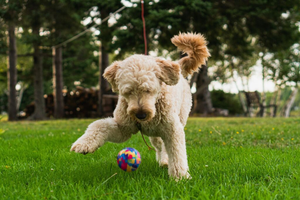 amazing facts about goldendoodles you never knew