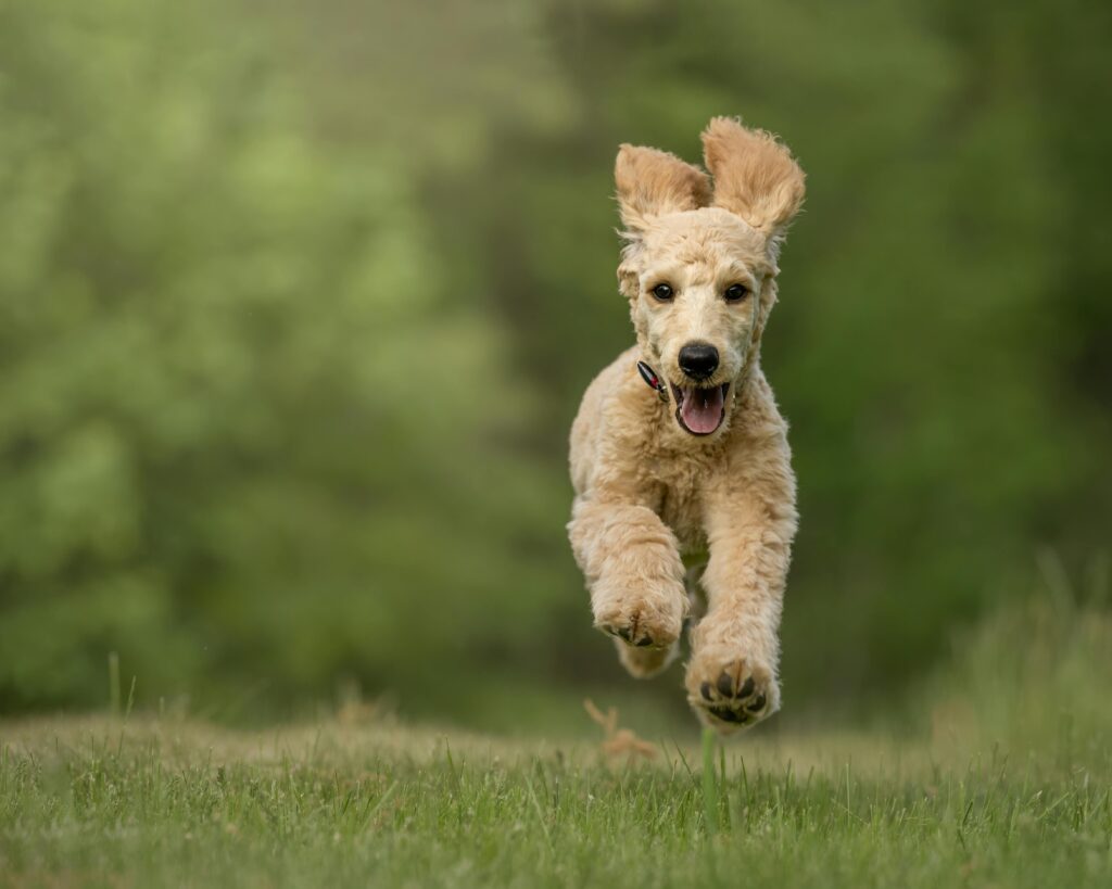 amazing facts about goldendoodles you never knew