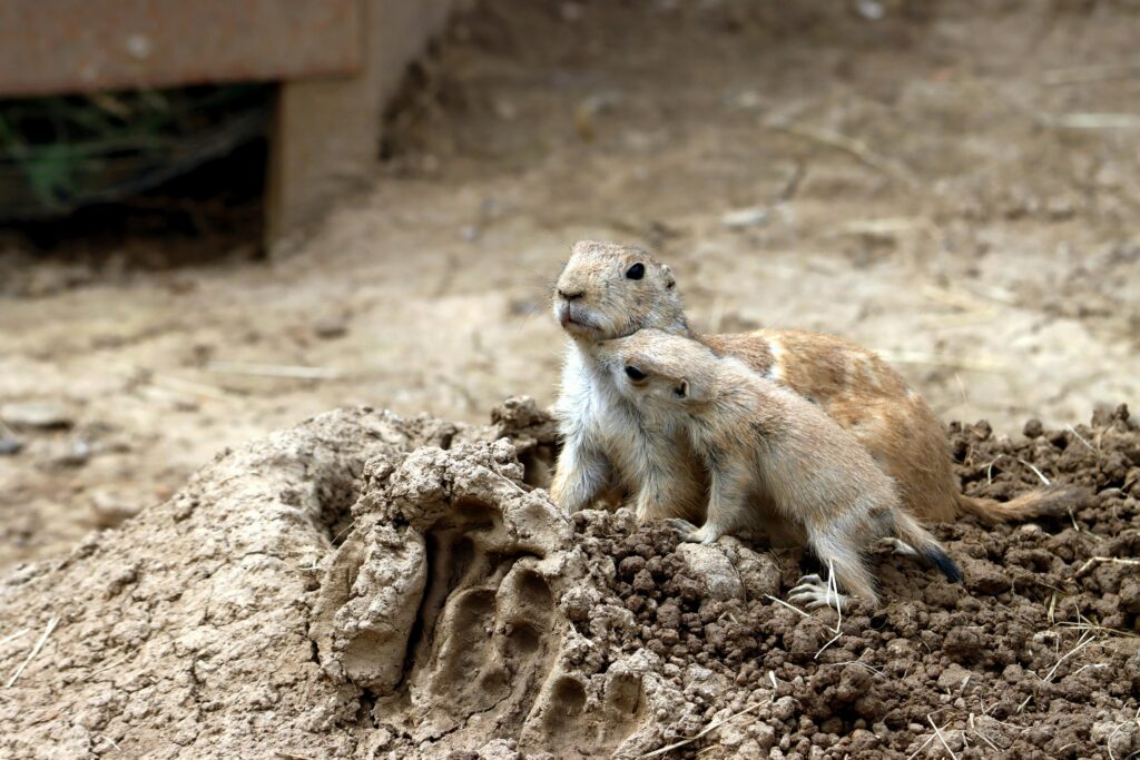 Can You Own a Pet Prairie Dog?