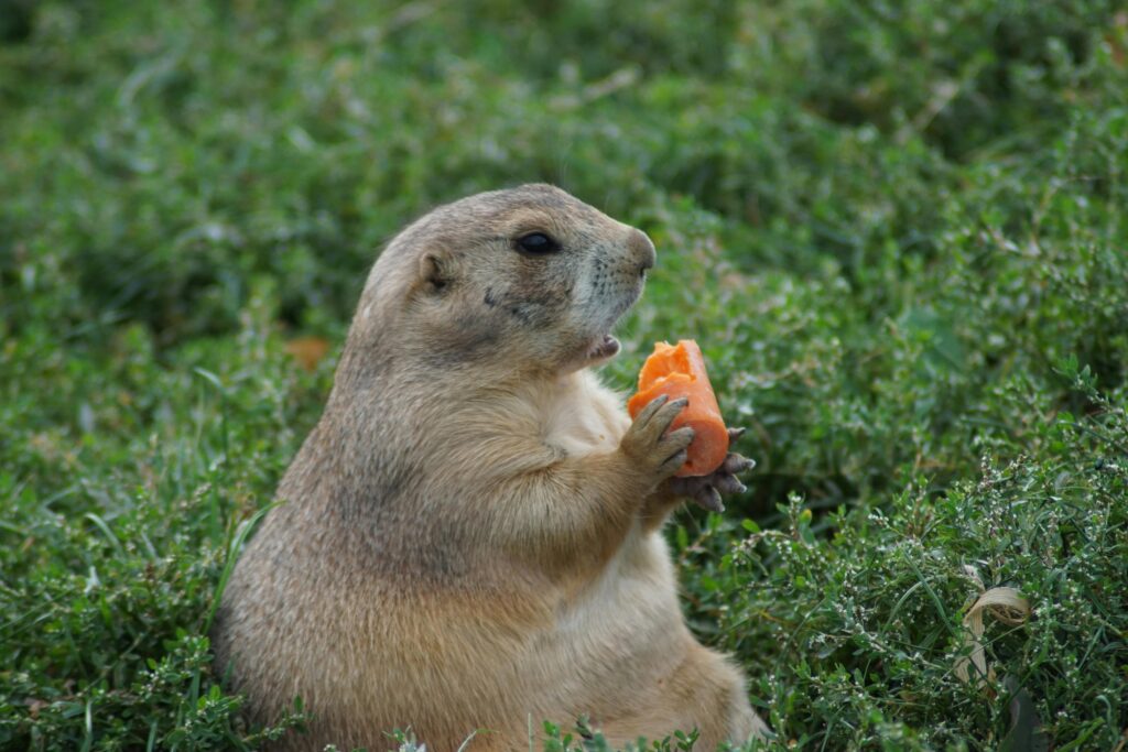 Can You Own a Pet Prairie Dog?