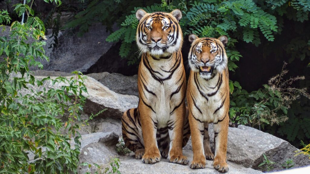 Should you keep a tiger as a pet?