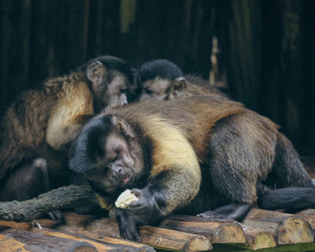 Should you Own a Capuchin Monkey as a Pet