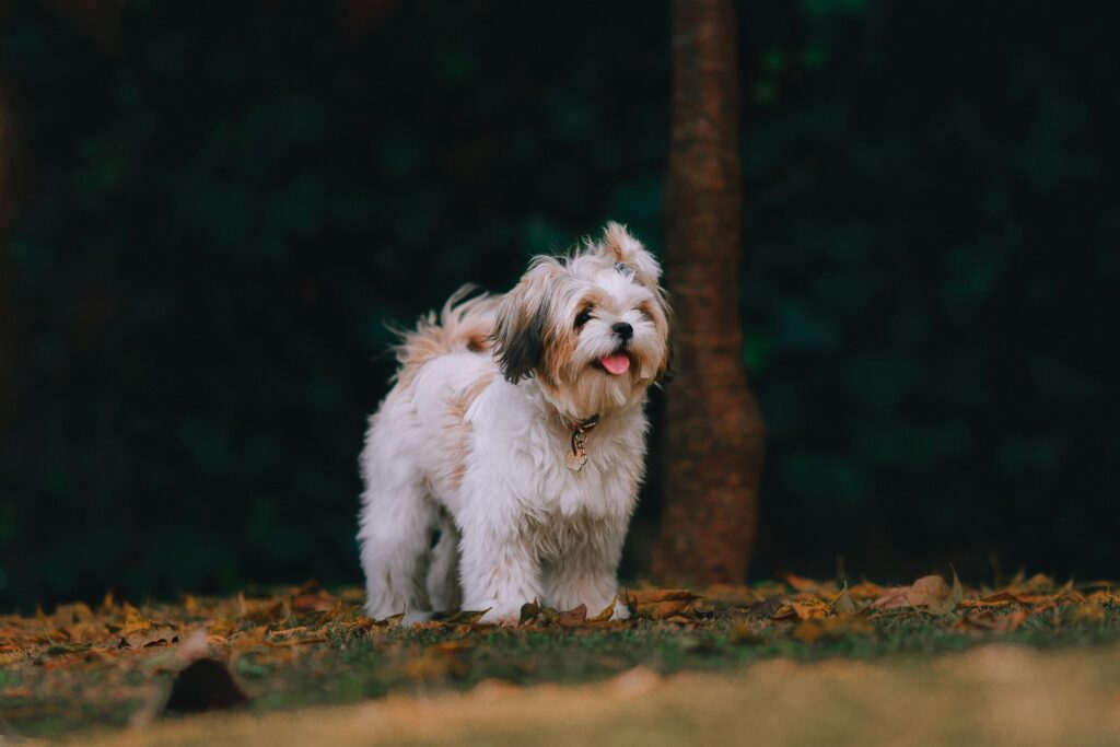 Shih Tzu- What are the Best Small Dogs for Apartment Living