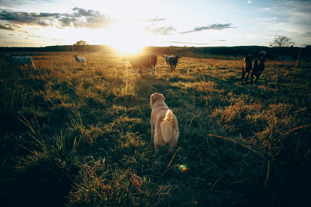 Australian Cattle Dog 