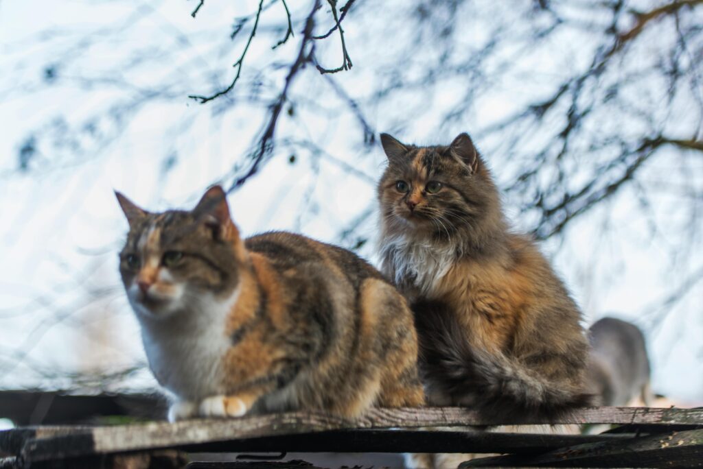 Siberian-op 10 Largest Domestic Cats in the World