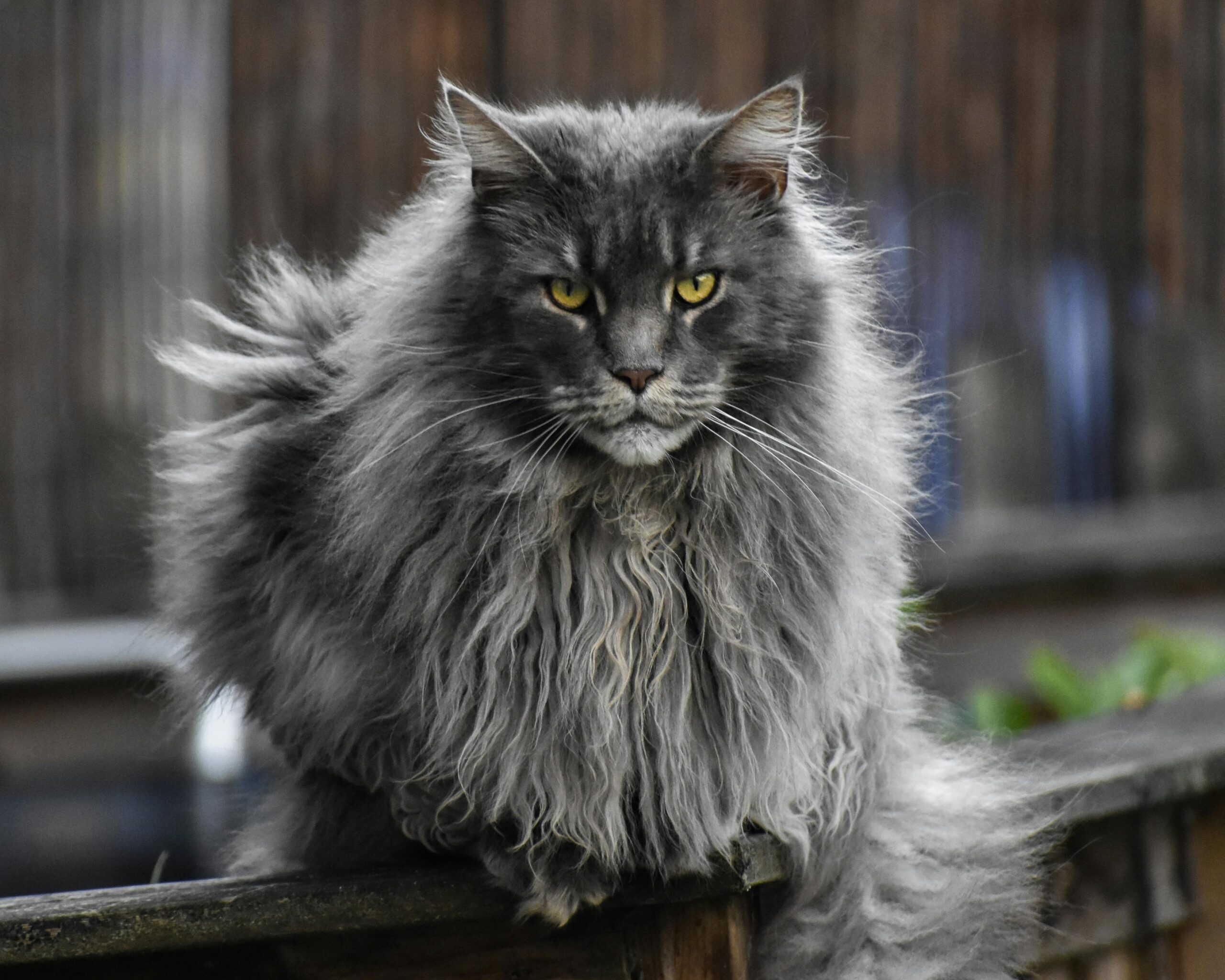 Top 10 Largest Domestic Cats in the World