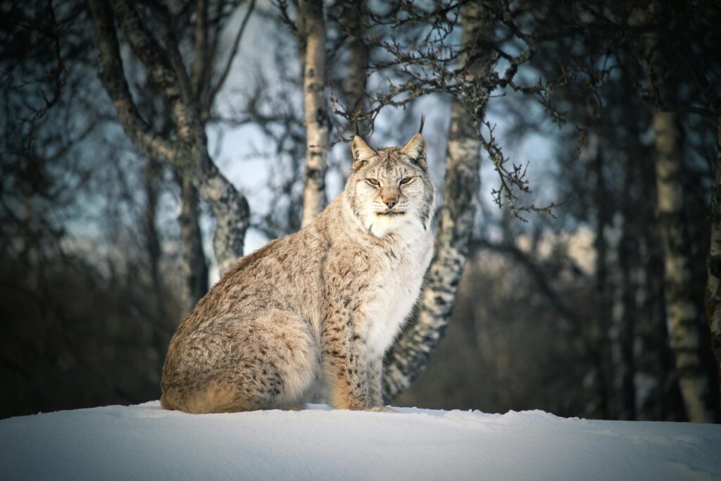 Top 10 Largest Domestic Cats in the World