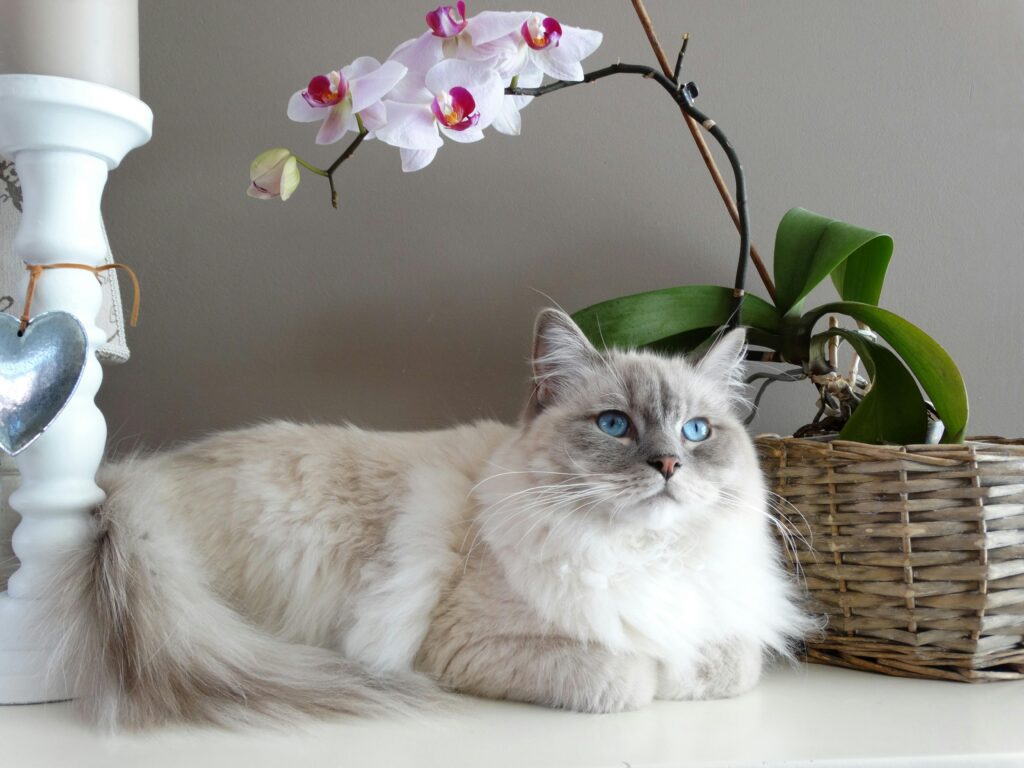 Ragdoll- Top 10 Largest Domestic Cats in the World