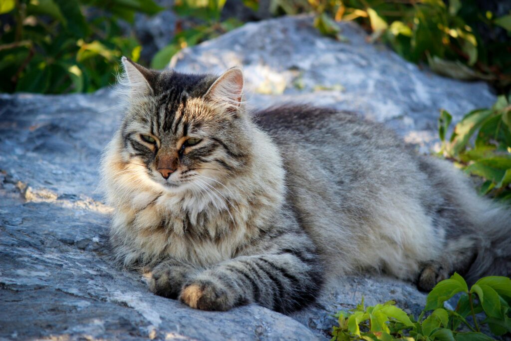 Top 10 Largest Domestic Cats in the World